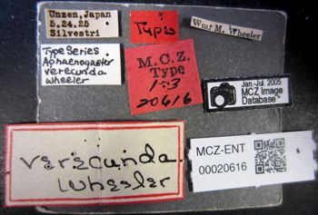 Media type: image;   Entomology 20616 Aspect: labels